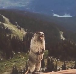 yelling beaver pic Meme Template