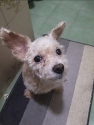 curious dog Meme Template