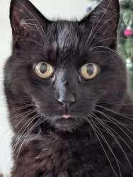 Purrfect Christmas Meme Template