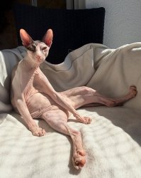 Sexy and I Know It Meme Template