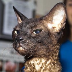 Killed It First Meme Template