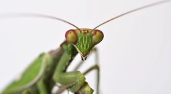 Mantis Meme Template