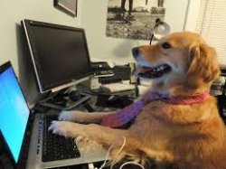 dog on computer Meme Template