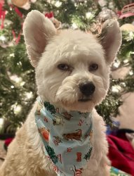 Judgy Christmas dog Meme Template