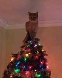 Chrisjoines1 Meme Template