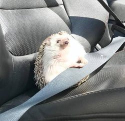 Hedgehog car ride Meme Template