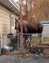 Chrisjoines1 Meme Template