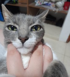 Jawline cat Meme Template