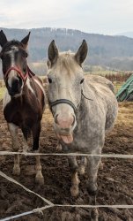 Einstein horse Meme Template
