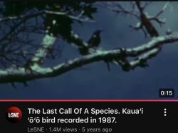 The Last Call Of A Species. Kaua'i 'o'o bird recorded in 1987. Meme Template