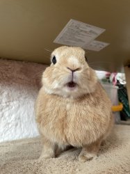 shocked bunny Meme Template