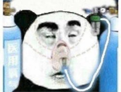 Chinese panda hospitalized template Meme Template