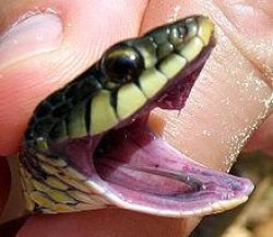 Sarcastic Garter Snake Meme Template