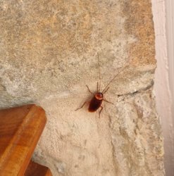 cockroach on the wall Meme Template