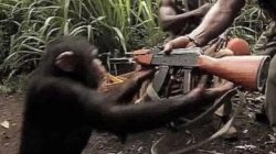 Monkey receiving AK-47 rifle Meme Template