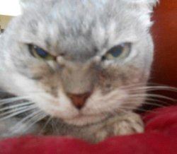 Toy Toy the angry cat Meme Template