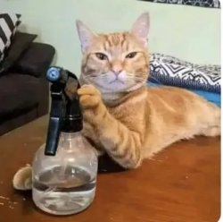 cat with spray bottle Meme Template