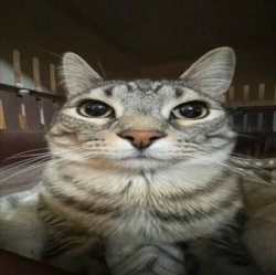 Cat serious Meme Template