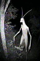 Mantis man? Meme Template