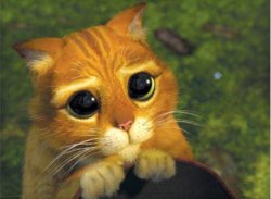 shrek cat flipped Meme Template