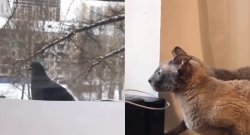 Pigeon and Cat Meme Meme Template