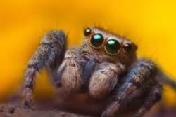 Spider Meme Template