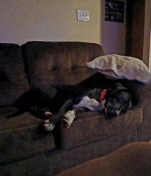 Sleeping dog Meme Template