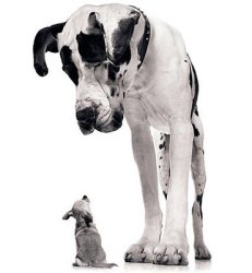 Big and Small Meme Template