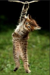 hang in there cat Meme Template