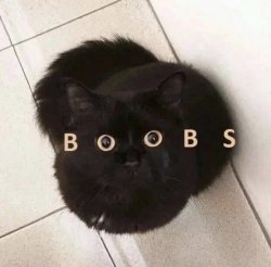 BOOBS Meme Template