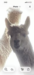 Cute alpaca Meme Template