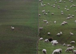 Lonely sheep Meme Template