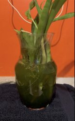 PLANTS EV Meme Template