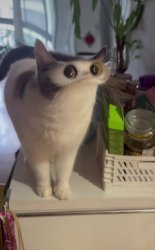 Hahahahahahahah Meme Template