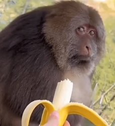 That look Meme Template