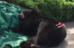 Tranquilizer Bear Meme Template