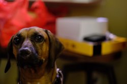 Scared dog Meme Template