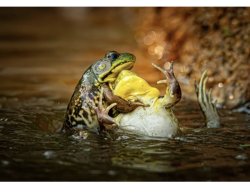 Frog drowning frog Meme Template