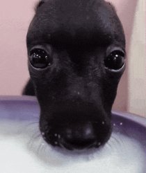 Dog drinking Meme Template