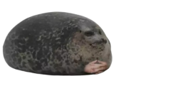 seal Meme Template