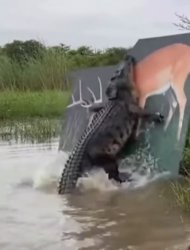 Gator with fake deer Meme Template