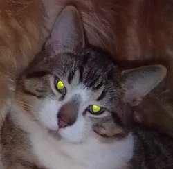 Ms. Claus Meme Template