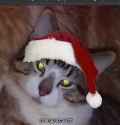 Evil Christmas Kitty Meme Template