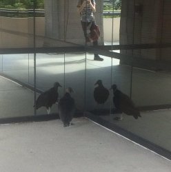 pidgeon mirror Meme Template