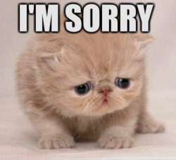 Cat sorry Meme Template