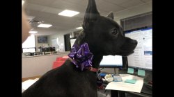 Princemas Meme Template