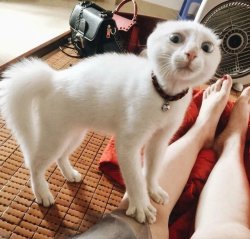 Chrisjoines1 Meme Template