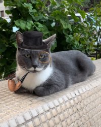 Monocle Cat Meme Template