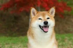 Shiba Meme Template