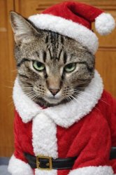 Santa Kitty Meme Template